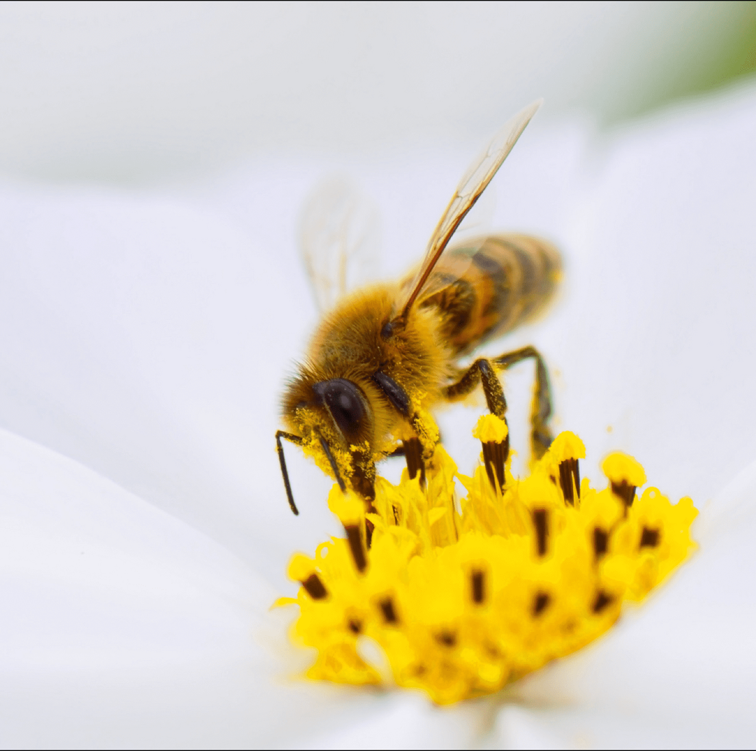 Abeille butineuse