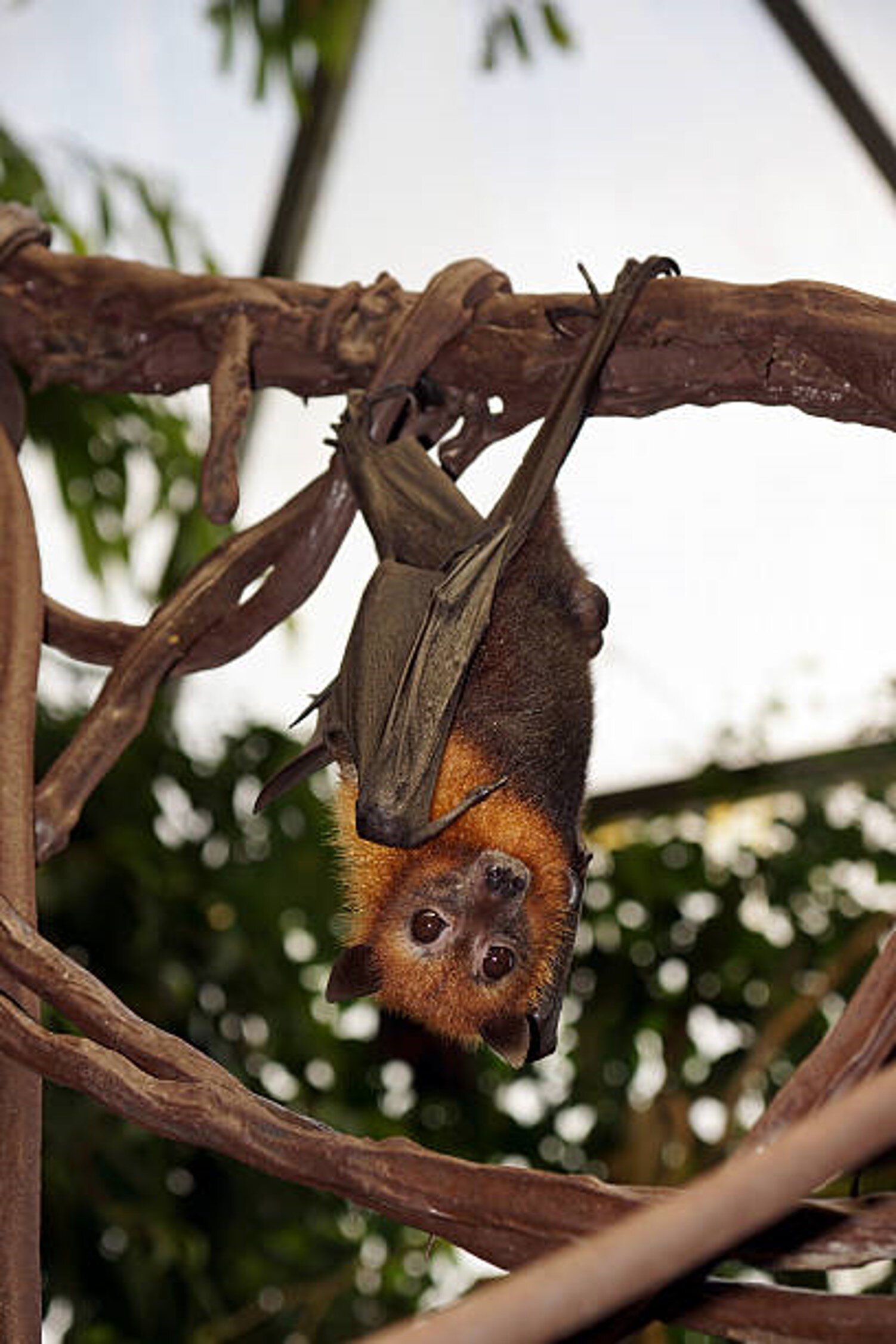 Chauve-Souris accroche