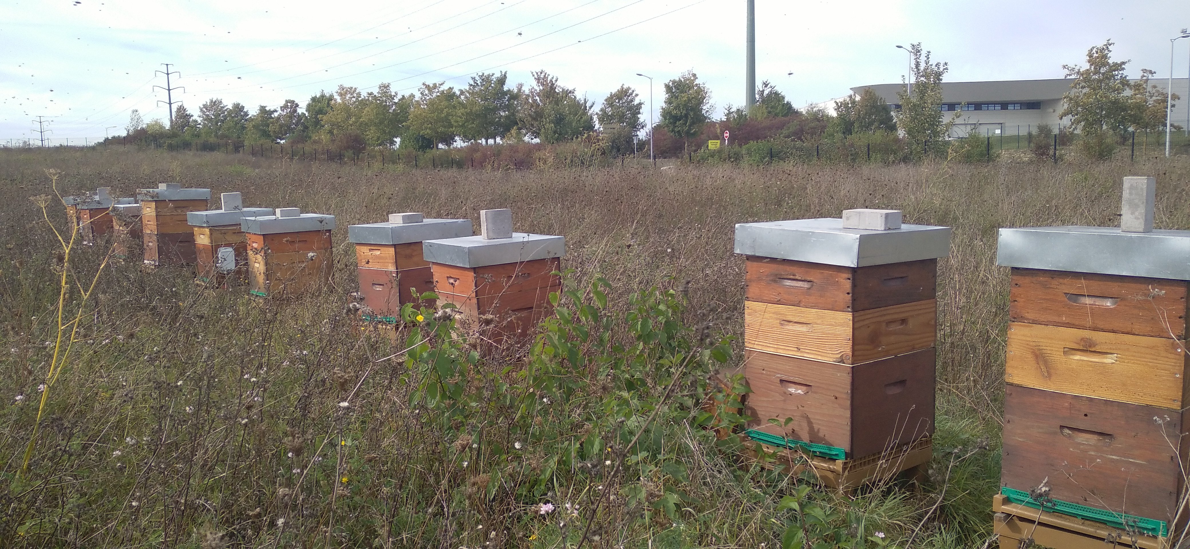 MicrosoftTeams-image-1