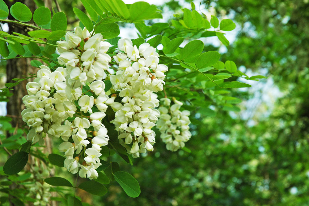 acacia-en-fleurs©OT-Cransac