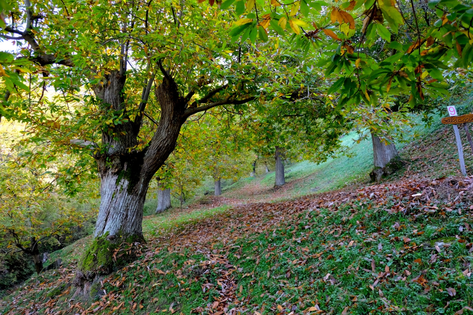 castagneto-marradi5_WgB