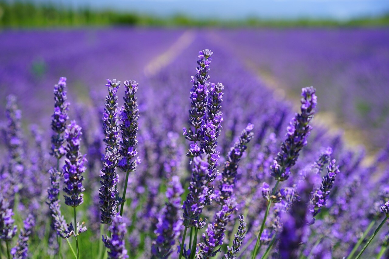 lavenders-1595584_1280