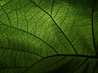 leaf-4719686_1280