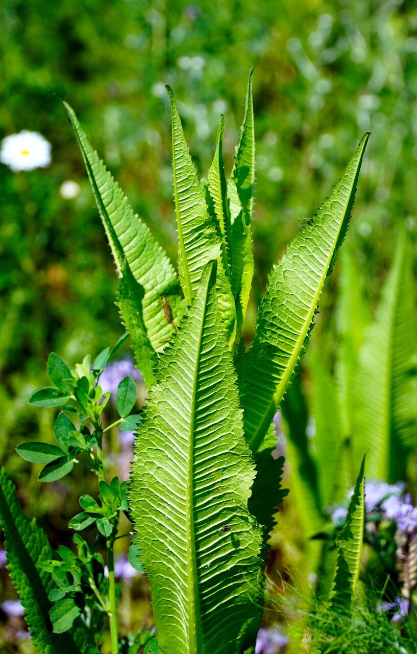 tobacco-plant-5205600_1280