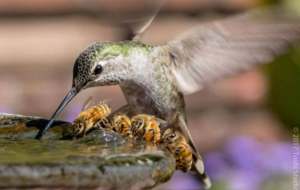 Colibri et abeilles qui boivent ensemble