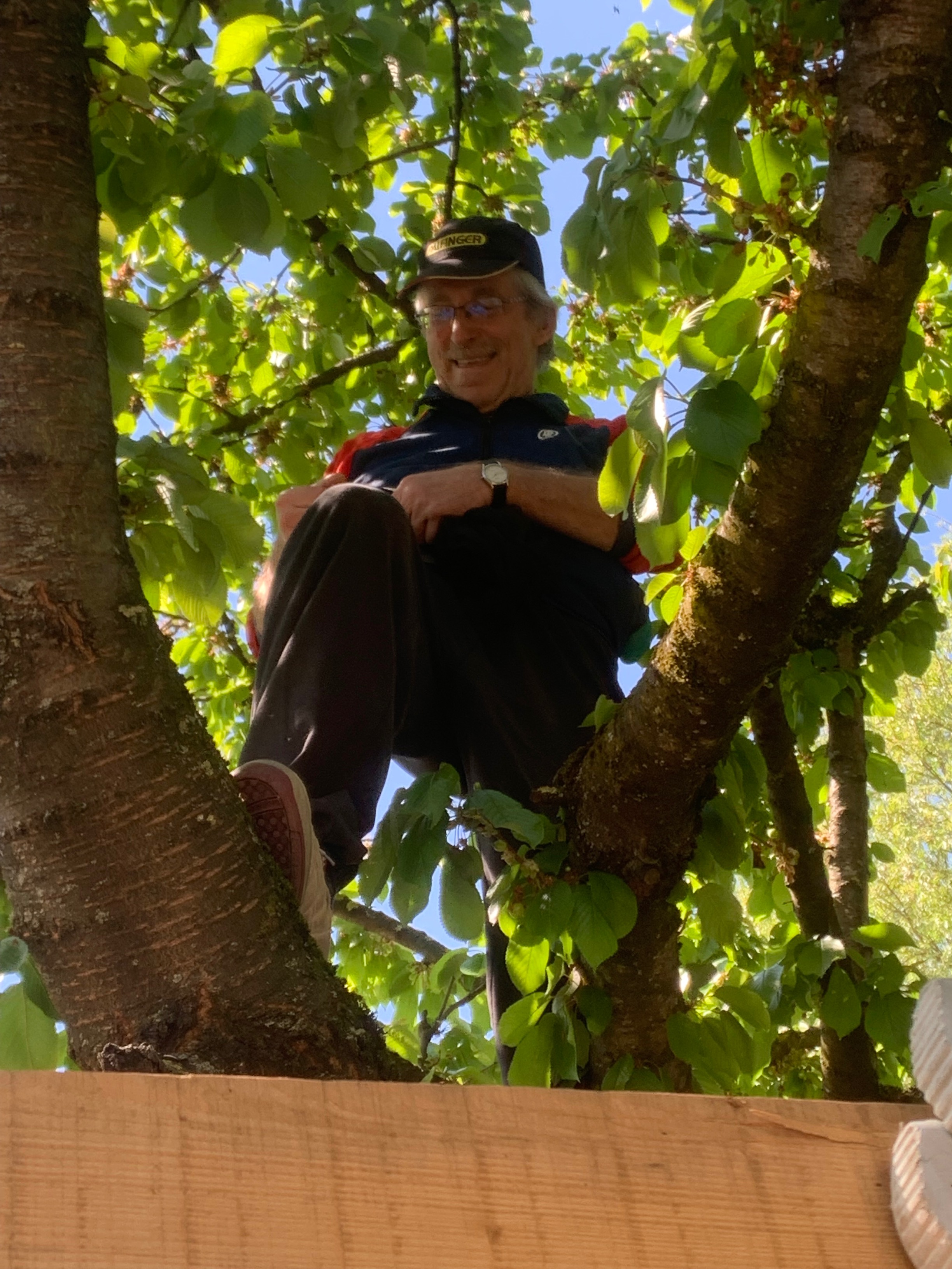 Bernard Bender perché arbre apiculteur