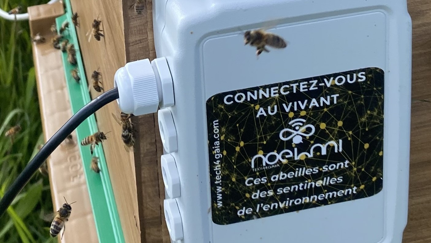 Rucher Noehmi Ces abeilles sont des Sentinelles de lenvironnement 3