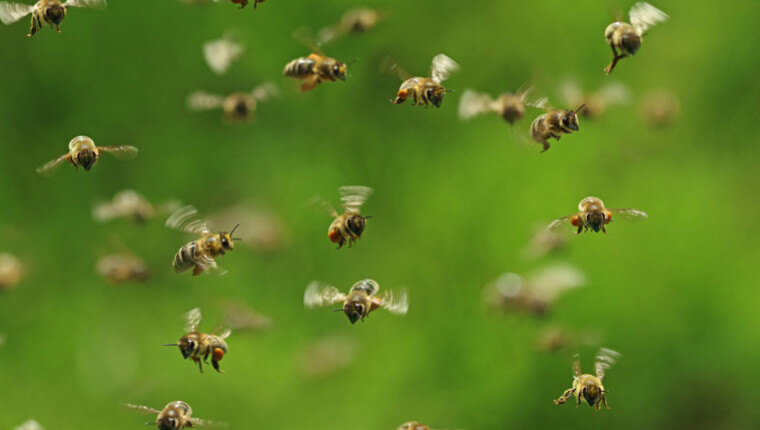 danse abeille
