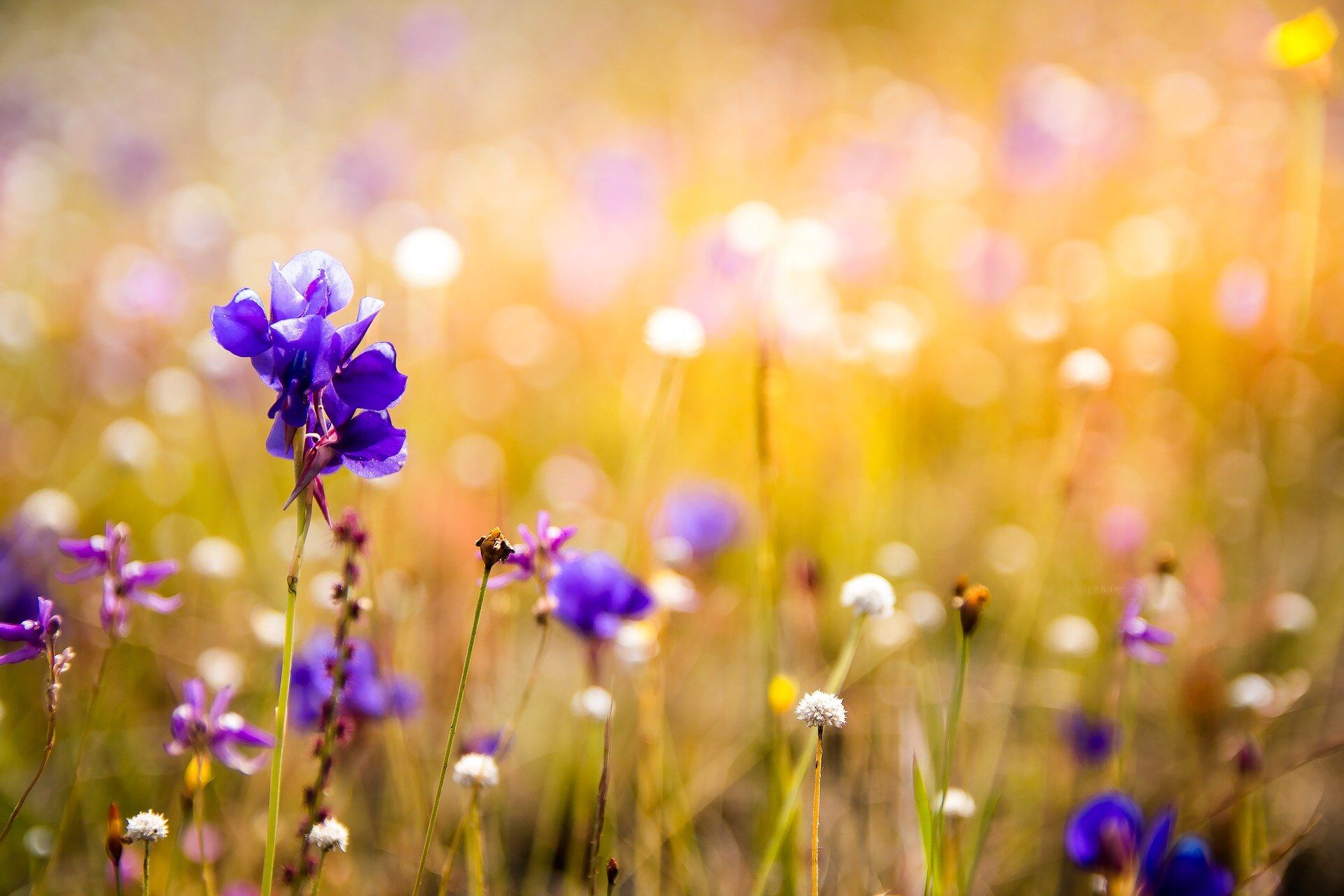 flowers-3182324_1920 flowers-3182324_1920