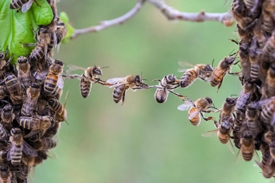 image chaine abeille(1)